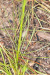 Fewflower blazing star